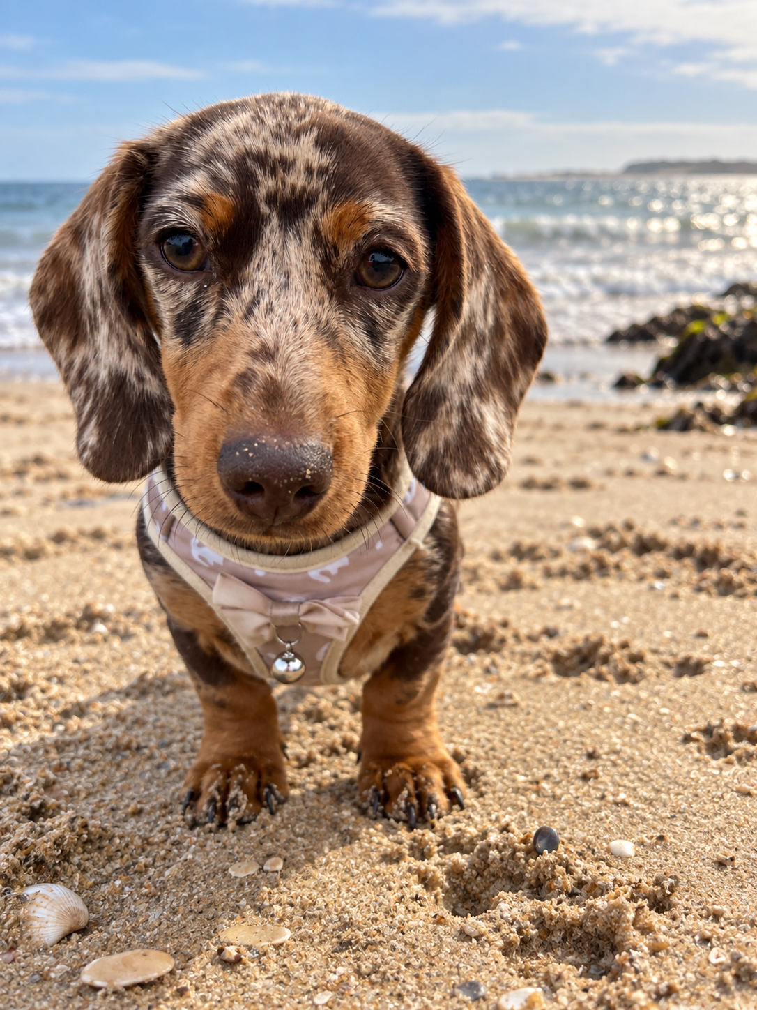Dotty, Tide & Key's dachshund mascot, on the beach